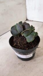 MATRIZ ASTROPHYTUM cv KIKKO "Bicefalo"  Nº 1145 – vaso 11 - Imagem 9