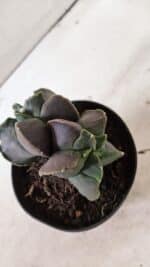 MATRIZ ASTROPHYTUM cv KIKKO "Bicefalo"  Nº 1145 – vaso 11