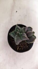 MATRIZ ASTROPHYTUM cv KIKKO "Bicefalo"  Nº 1145 – vaso 11 - Imagem 8