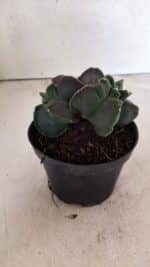 MATRIZ ASTROPHYTUM cv KIKKO "Bicefalo"  Nº 1145 – vaso 11 - Imagem 7