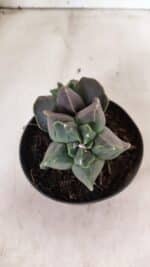 MATRIZ ASTROPHYTUM cv KIKKO "Bicefalo"  Nº 1145 – vaso 11 - Imagem 6