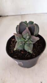 MATRIZ ASTROPHYTUM cv KIKKO "Bicefalo"  Nº 1145 – vaso 11 - Imagem 5