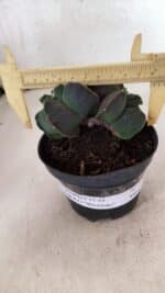 MATRIZ ASTROPHYTUM cv KIKKO "Bicefalo"  Nº 1145 – vaso 11 - Imagem 4