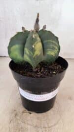 MATRIZ ASTROPHYTUM cv KIKKO "Variegata"  Nº 1150 – vaso 15 - Imagem 2