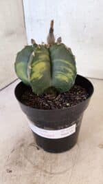 MATRIZ ASTROPHYTUM cv KIKKO "Variegata"  Nº 1150 – vaso 15 - Imagem 9