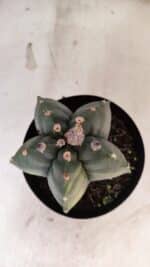 MATRIZ ASTROPHYTUM cv KIKKO "Variegata"  Nº 1150 – vaso 15 - Imagem 3