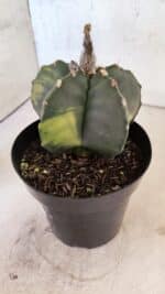 MATRIZ ASTROPHYTUM cv KIKKO "Variegata"  Nº 1150 – vaso 15 - Imagem 8