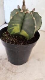 MATRIZ ASTROPHYTUM cv KIKKO "Variegata"  Nº 1150 – vaso 15 - Imagem 7