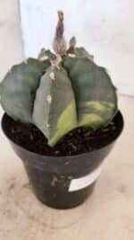 MATRIZ ASTROPHYTUM cv KIKKO "Variegata"  Nº 1150 – vaso 15 - Imagem 6