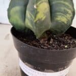 MATRIZ ASTROPHYTUM cv KIKKO "Variegata"  Nº 1150 – vaso 15