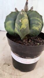 MATRIZ ASTROPHYTUM cv KIKKO "Variegata"  Nº 1150 – vaso 15