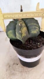 MATRIZ ASTROPHYTUM cv KIKKO "Variegata"  Nº 1150 – vaso 15 - Imagem 4