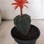 MATRIZ MATUCANA MADISONIORUM Nº 295 – vaso 15