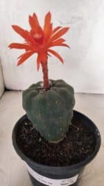 MATRIZ MATUCANA MADISONIORUM Nº 295 – vaso 15 - Imagem 5