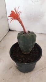 MATRIZ MATUCANA MADISONIORUM Nº 295 – vaso 15 - Imagem 9