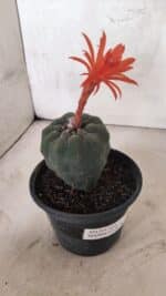 MATRIZ MATUCANA MADISONIORUM Nº 295 – vaso 15 - Imagem 7