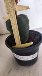 MATRIZ MATUCANA MADISONIORUM Nº 295 – vaso 15 - Imagem 6