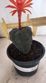 MATRIZ MATUCANA MADISONIORUM Nº 295 – vaso 15 - Imagem 4