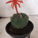 MATRIZ MATUCANA MADISONIORUM Nº 296 – vaso 15