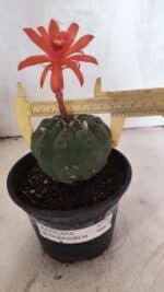 MATRIZ MATUCANA MADISONIORUM Nº 296 – vaso 15 - Imagem 4