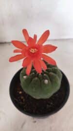 MATRIZ MATUCANA MADISONIORUM Nº 296 – vaso 15 - Imagem 6