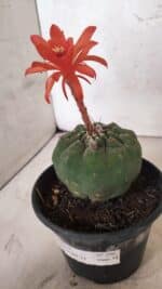 MATRIZ MATUCANA MADISONIORUM Nº 296 – vaso 15 - Imagem 11