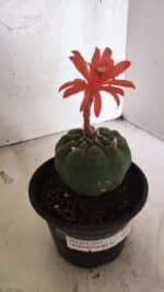 MATRIZ MATUCANA MADISONIORUM Nº 296 – vaso 15 - Imagem 8