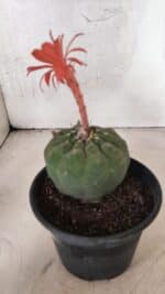 MATRIZ MATUCANA MADISONIORUM Nº 296 – vaso 15 - Imagem 10