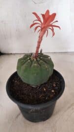 MATRIZ MATUCANA MADISONIORUM Nº 296 – vaso 15 - Imagem 9