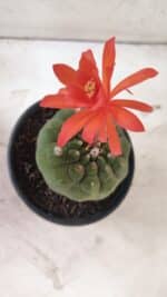 MATRIZ MATUCANA MADISONIORUM Nº 296 – vaso 15 - Imagem 3