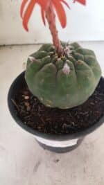 MATRIZ MATUCANA MADISONIORUM Nº 296 – vaso 15 - Imagem 7