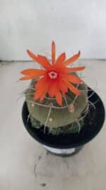 MATRIZ MATUCANA MADISONIORUM Nº 340 – vaso 15 - Imagem 3