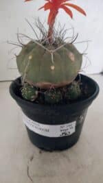 MATRIZ MATUCANA MADISONIORUM Nº 340 – vaso 15 - Imagem 7