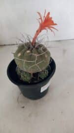 MATRIZ MATUCANA MADISONIORUM Nº 340 – vaso 15 - Imagem 6