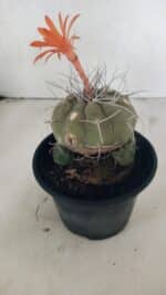 MATRIZ MATUCANA MADISONIORUM Nº 340 – vaso 15 - Imagem 5