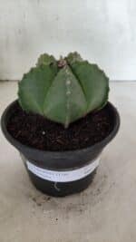 MATRIZ ASTROPHYTUM Myriostigma Nº 1127 – vaso 15 - Imagem 2