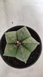 MATRIZ ASTROPHYTUM Myriostigma Nº 1127 – vaso 15 - Imagem 3