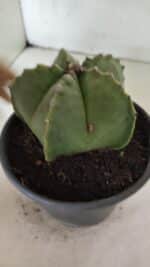 MATRIZ ASTROPHYTUM Myriostigma Nº 1127 – vaso 15 - Imagem 7