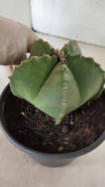 MATRIZ ASTROPHYTUM Myriostigma Nº 1127 – vaso 15 - Imagem 6