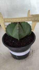 MATRIZ ASTROPHYTUM Myriostigma Nº 1127 – vaso 15 - Imagem 4