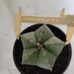 MATRIZ ASTROPHYTUM Myriostigma Nº 1127 – vaso 15