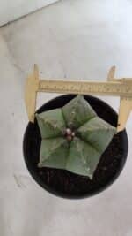 MATRIZ ASTROPHYTUM Myriostigma Nº 1127 – vaso 15