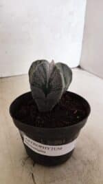 ASTROPHYTUM  Nº 1141 – vaso 11 - Imagem 2
