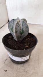 ASTROPHYTUM  Nº 1141 – vaso 11 - Imagem 8