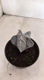 ASTROPHYTUM  Nº 1141 – vaso 11 - Imagem 7