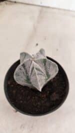 ASTROPHYTUM  Nº 1141 – vaso 11 - Imagem 6