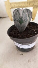 ASTROPHYTUM  Nº 1141 – vaso 11 - Imagem 4