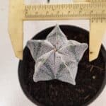 ASTROPHYTUM  Nº 1141 – vaso 11