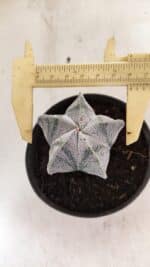 ASTROPHYTUM  Nº 1141 – vaso 11