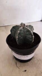 ASTROPHYTUM  Nº 1143 – vaso 11 - Imagem 2